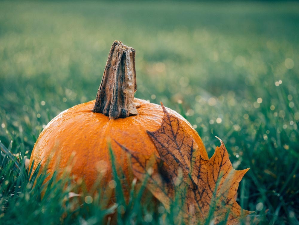 calabaza-jardín-hojas