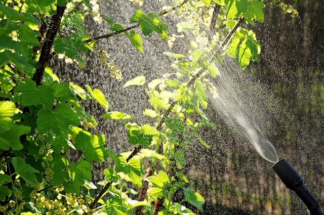 pulverización-riego-hojas-césped-jardín