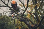 ARBORISTA TRABAJANDO CON LA GTA40 DE STIHL